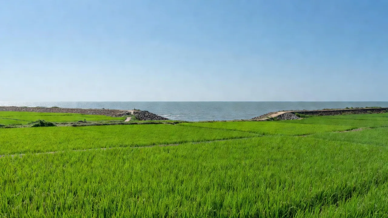Khung cảnh xã Hải Ninh, huyện Hải Hậu, tỉnh Nam Định với đê biển và cánh đồng xanh.