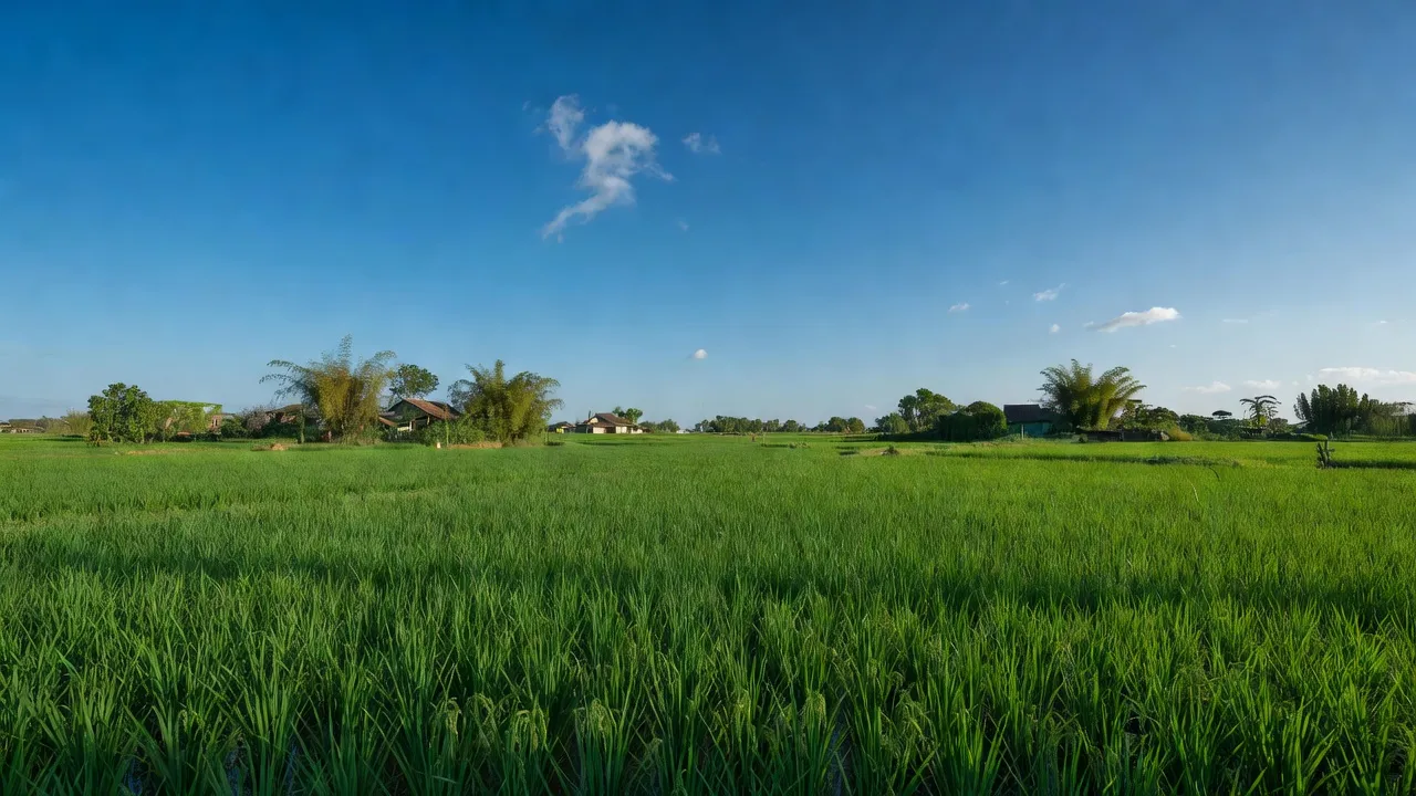 Cánh đồng lúa ở xã Yên Mỹ, huyện Ý Yên, Nam Định, thể hiện vẻ đẹp nông nghiệp Việt Nam.