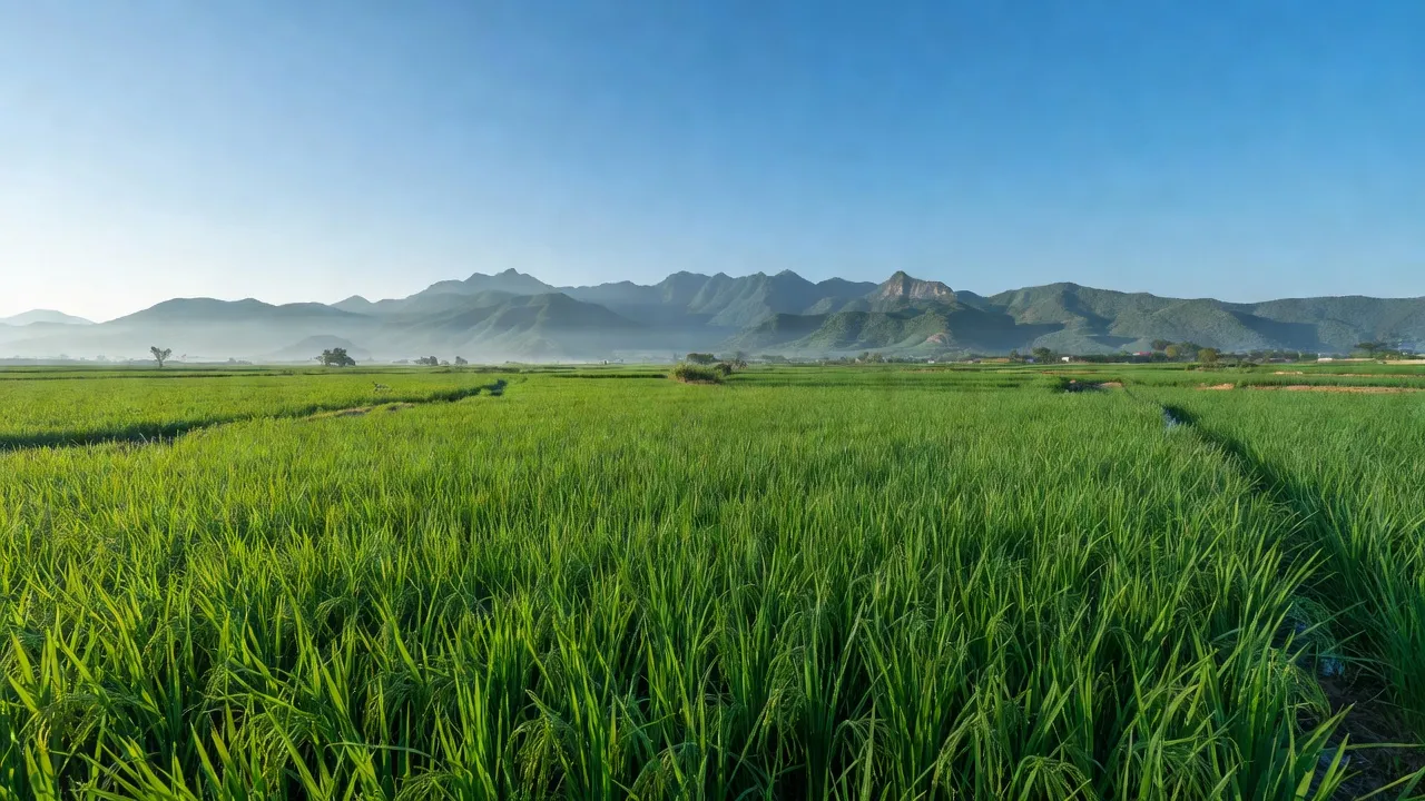 Cánh đồng xanh Nghĩa Hồng, Nghệ An với núi và bầu trời trong xanh, vẻ đẹp quê hương.