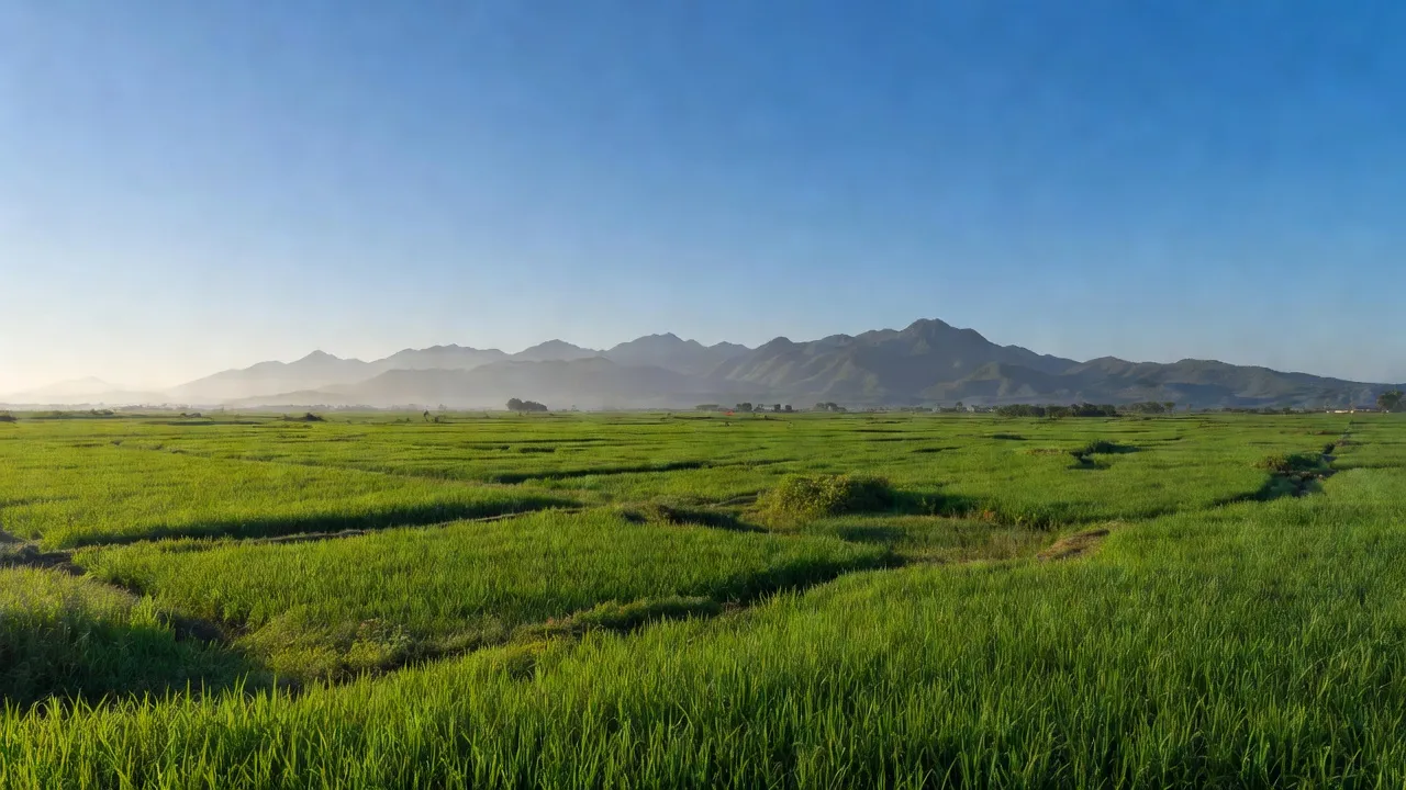 Cánh đồng xanh tại xã Phước Nam, huyện Thuận Nam, Ninh Thuận, hiện hữu giữa khung cảnh thiên nhiên đẹp.
