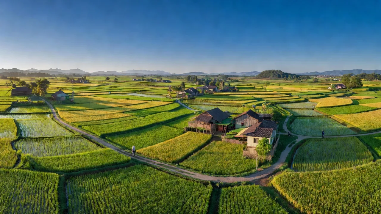 Cánh đồng lúa xanh tươi huyện Mộ Đức, tỉnh Quảng Ngãi, biểu tượng cho nền nông nghiệp phát triển.